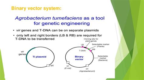 Agrobacterium mediated gene transfer