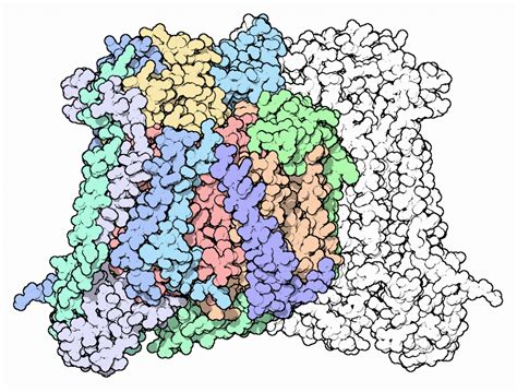 Cytochrome C Oxidase