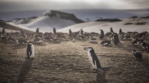 Penguin Poop, Seen From Space, Tells Our Climate Story – Mother Jones