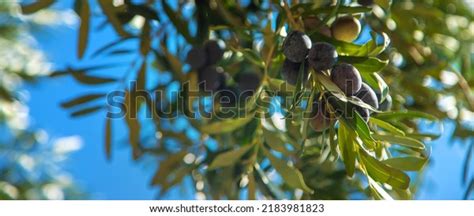 42,363 Olive Fruit Black Stock Photos, Images & Photography | Shutterstock