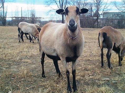 Barbados Blackbelly Sheep: Back From the Brink of Extinction - Countryside