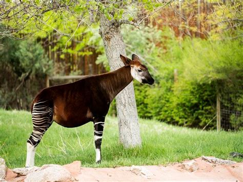 See an adorable baby okapi take its first few steps | Shropshire Star