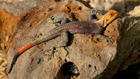 African Rainbow Lizard (Agama agama) | Photo taken at Fairch… | Flickr