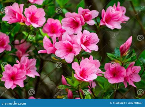 Early Wild Appalachian Mountain Pink Azalea Stock Photo - Image of ...