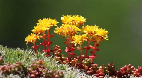 13 Best Stonecrop Varieties for Your Rock Garden