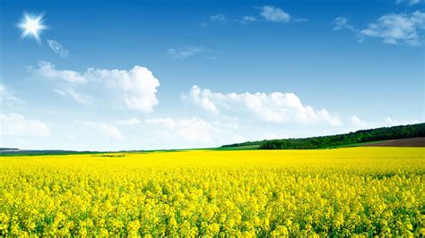 Mustard Field Wallpapers - Wallpaper Cave