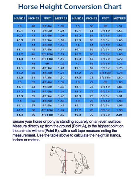 Horse Height Chart How To Measure A Horse S Height And Weight Horse – NBKomputer