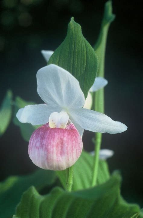 CYPRIPEDIUM reginae – Rocky Dale Gardens Plant Catalog