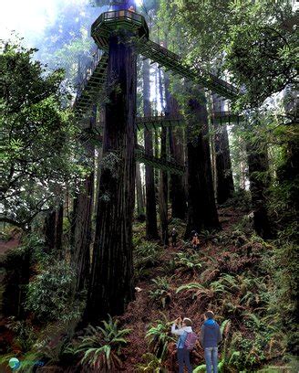 (PHOTOS) Get Pumped for the Freshly Named 'Redwood Sky Walk' | Lost Coast Outpost | Humboldt ...