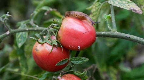 Tomato Pests: Top Tips On 5 Common Intruders - TrendRadars