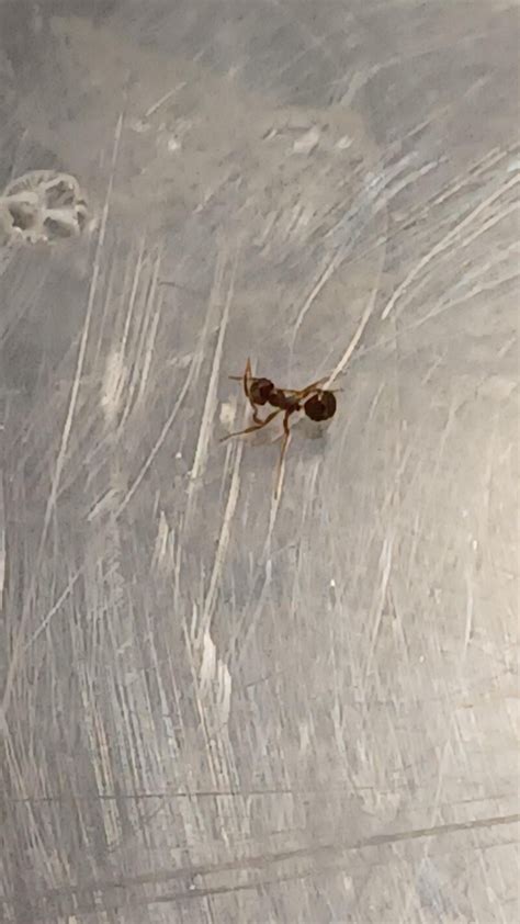 Ant species identification : r/whatsthisbug