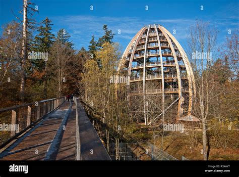 Tree walk bavarian forest national park hi-res stock photography and ...