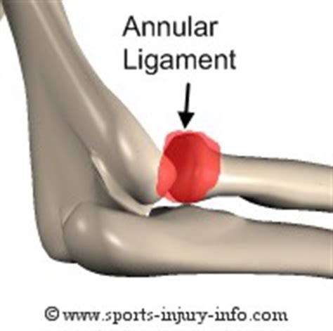 Elbow Ligaments - Sports Injury Info