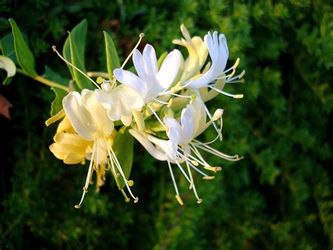 Golden-and-silver honeysuckle: A popular plant in Chinese medicine - CGTN