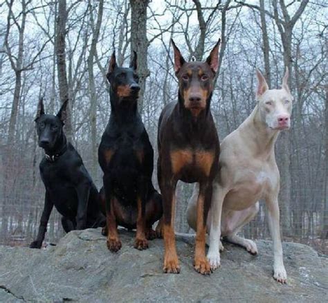 Doberman Pinscher Colors and Markings