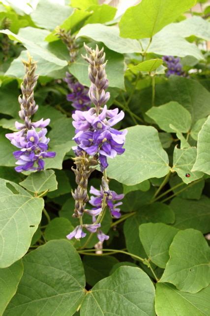 The Vine that ate the south: The invasive plant, Kudzu is swallowing ...