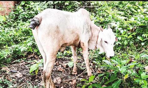 തൊ ഴു ത്തി ലെ ക ന്നു കാ ലി ക ളു ടെ വാ ലു ക ൾ അ റു ത്തി ട്ട നി ല യി ൽ | of cattle Tails cut off ...