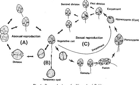 Figure 2 from Life cycle of Peridinium bipes f. occulatum (Dinophyceae ...