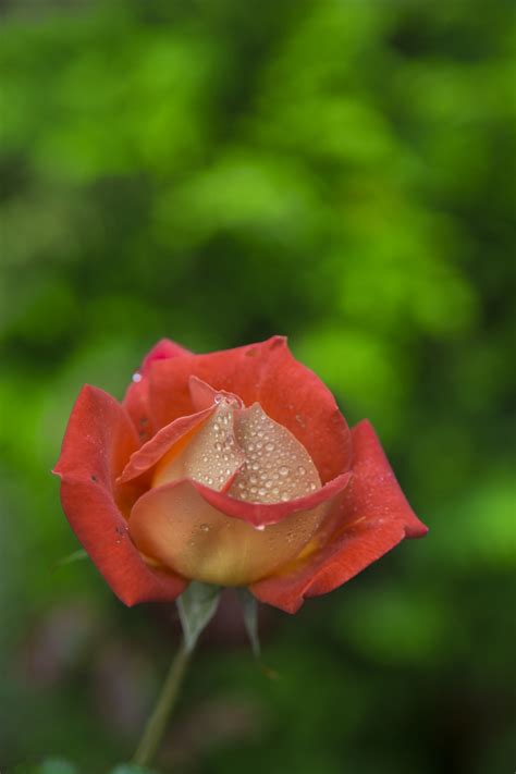 Rose Free Stock Photo - Public Domain Pictures