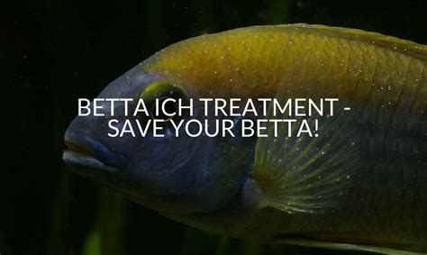 Betta Ich: The Ultimate Guide to Treating and Preventing - Betta Care Fish Guide