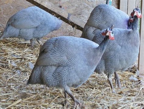 Lavender Guinea Fowl - Guinea Keets for Sale | Cackle Hatchery