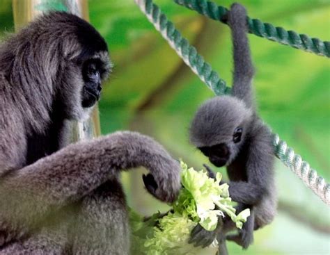 Silvery Gibbon Mother by © Jan Pitman/Getty Images via stlouis.cbslocal ...