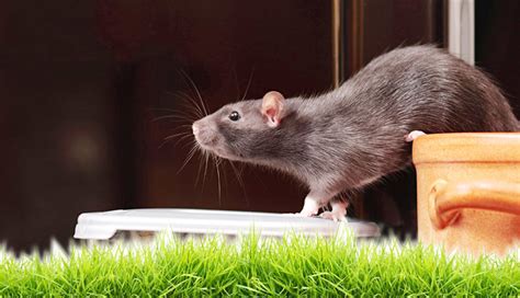 What Noise Does A Rat Make? Rodent Noises | Pest Aid