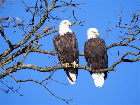 Female Bald Eagles (Identification Guide) | Birdfact