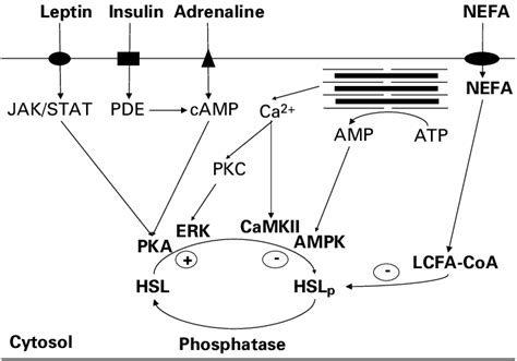 Putative control of skeletal muscle hormone-sensitive lipase (HSL). HSL... | Download Scientific ...