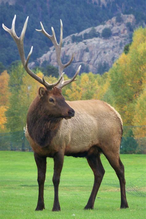 Pin by Thad Rasa on Farm | Animals wild, North american wildlife, Elk ...