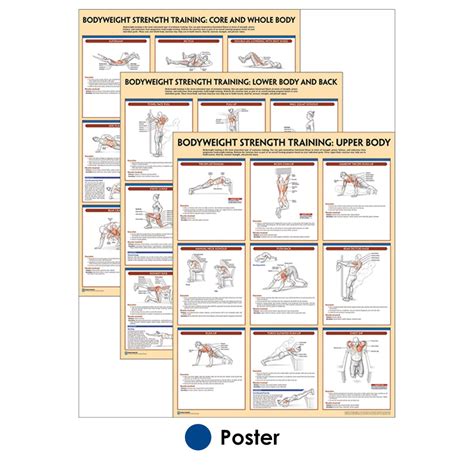 Bodyweight Strength Training Anatomy Poster Series – Human Kinetics Canada