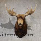 Eastern Canada Moose Life-Size Taxidermy Mount For Sale #20427 - The Taxidermy Store