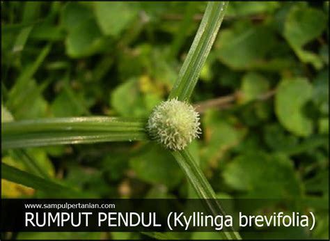 Mazrul - KHASIAT RUMPUT HELICOPTER / RUMPUT PENDUL Nama... | Facebook