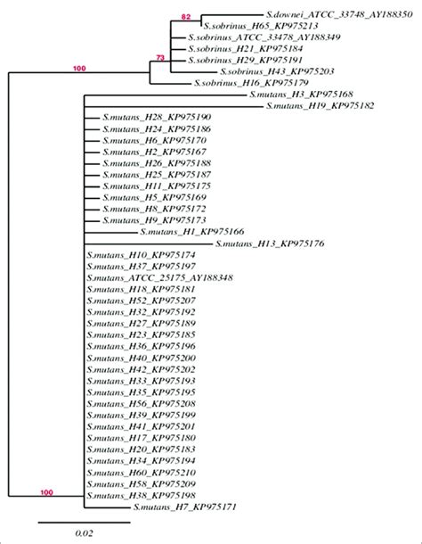 Phylogenetic analysis of the Streptococcus mutans and Streptococcus ...