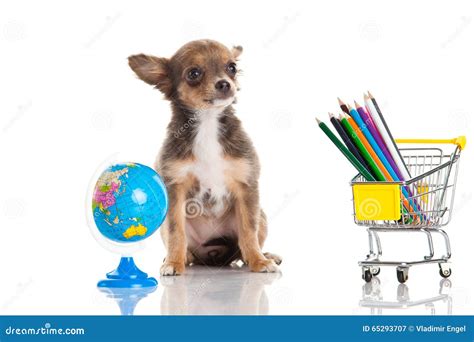 Dog School Supplies Isolated on White Background Stock Image - Image of ...