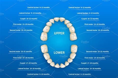 Adult Teeth Numbering Chart