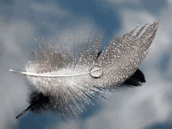 Feather | Gif, Glitter pictures, Patterns in nature