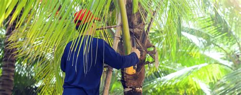 How to Trim Tall Palm Trees on Your Property