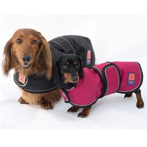 dachshund coat | dachshund-central