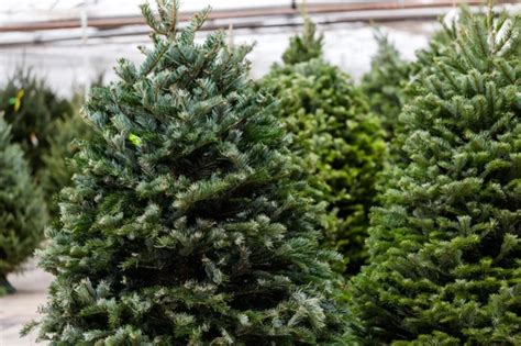 Christmas Tree Farm Profit per Acre (Detailed Breakdown) - 🐝 ...