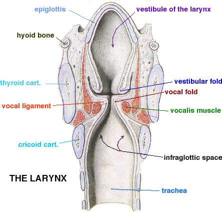 Larynx Part II