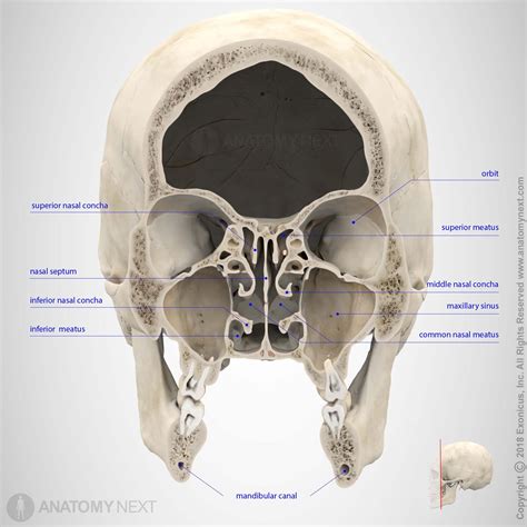 #anatomy #skull #anatomynext #3Danatomy #medicine #medicalschool #tbt # ...