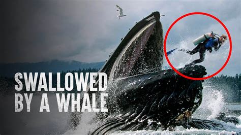 Man Eaten By Whale