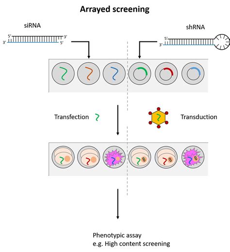 siRNA vs shRNA - applications and off-targeting - siTOOLs Biotech Blog