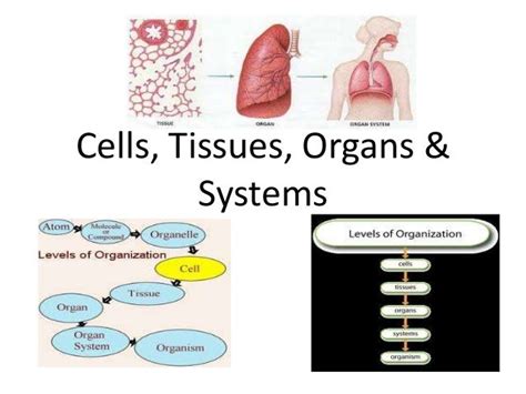 Cells tissue organs_systems