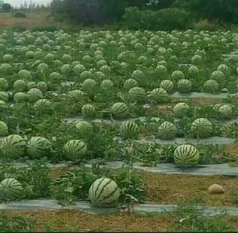 Watermelon field | Watermelon farming, Vegetable garden design, Fruit garden