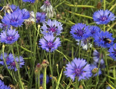 File:Cornflowers (Centaurea cyanus), New Holland, North Lincolnshire ...