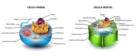 Citologia é o ramo da biologia que estuda as células, sejam elas eucariontes, procariontes ...