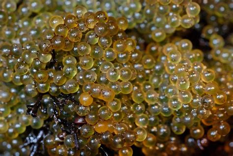 Sculpin eggs | attached to some seaweed and rocks exposed at… | Flickr ...