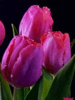 Tulip Flowers GIFs - Find & Share on GIPHY